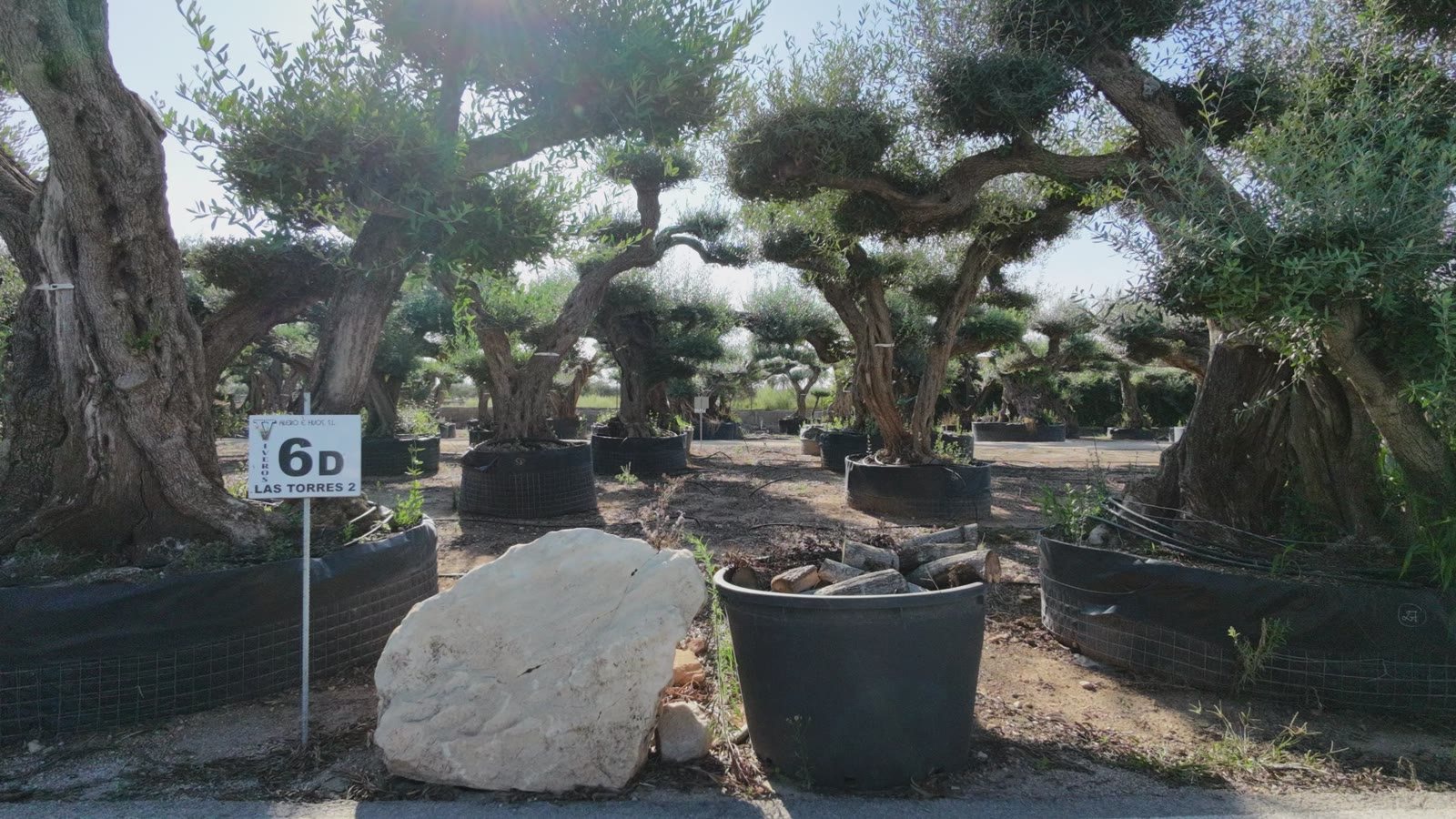 Olivos centenarios